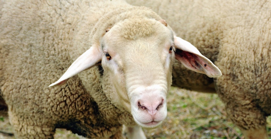Pecore, animali, lana, testa