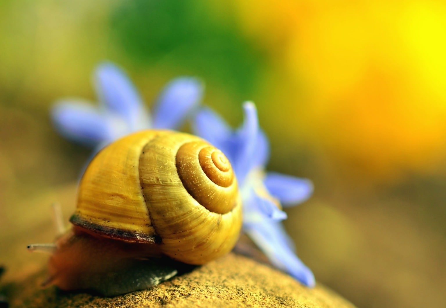 Free picture: snail, invertebrate, animal, macro, nature