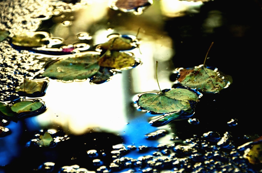 déšť, podzimní, voda, reflexe, list