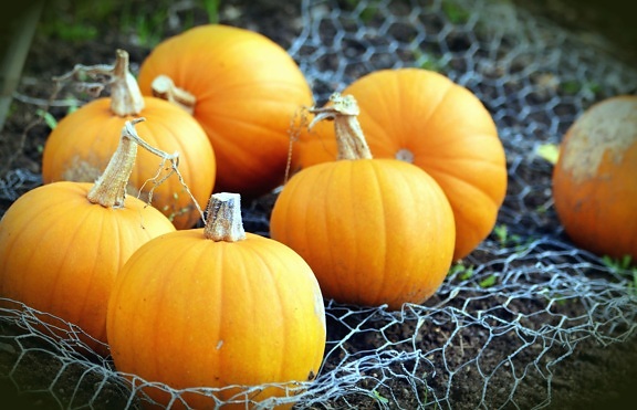 pumpkin, vegetable, plant, autumn, network