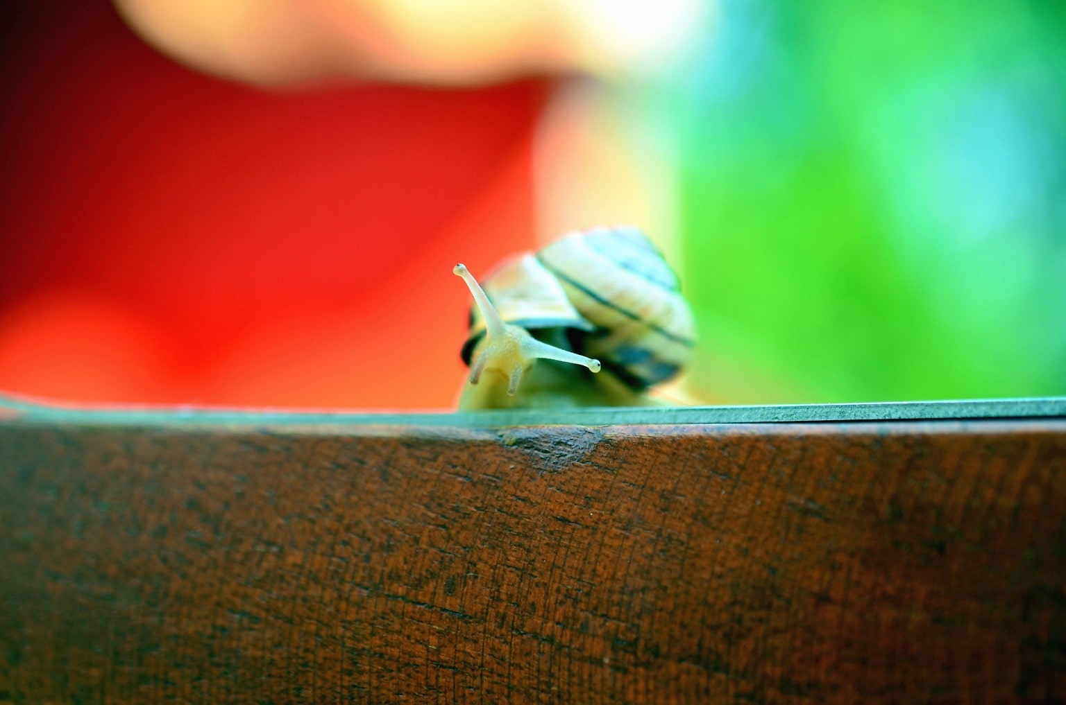 Free picture: snail, invertebrate, wood, paint, colorful, animal