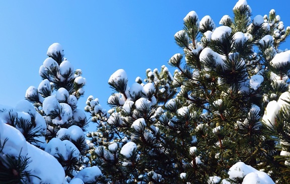 borovice, sníh, strom, větev, zima, zmrazené