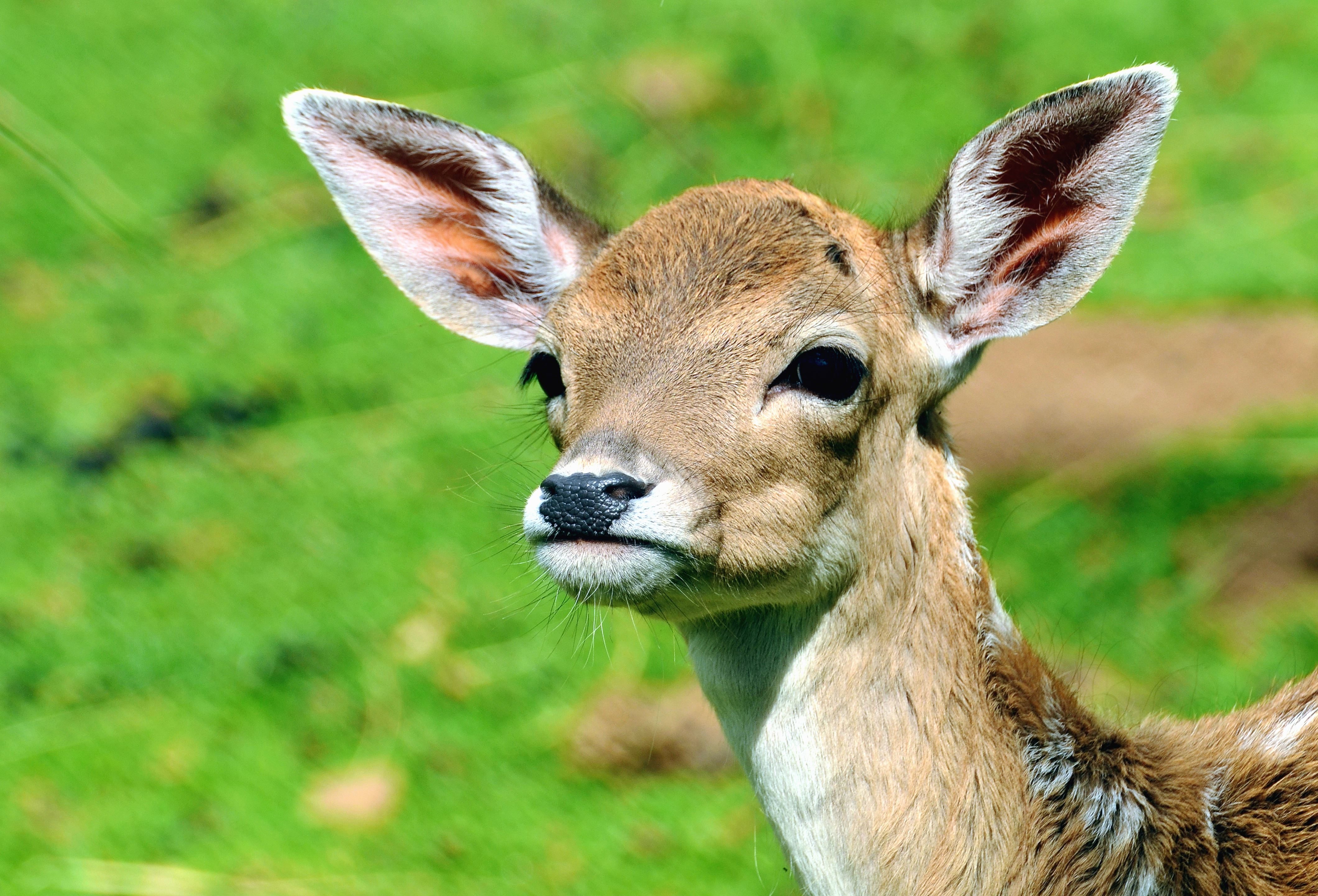 Free picture: deer, animal, wild animal, grass, nature