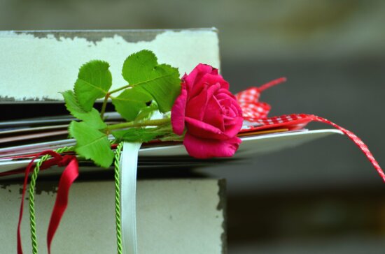 Rose, Liebe, Pflanze, Seil, Blütenblatt