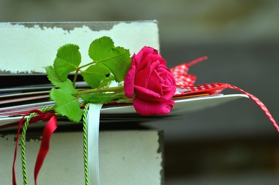 Rose, láska, rostlina, lana, okvětní lístek