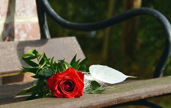 Rosa, flor, hoja, banco, madera, metal, pétalo