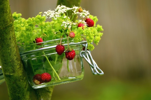 raspberry, elderberry, glass, wood, jar