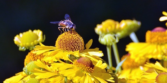 bee, pollen, pollination, flower, plant, honey