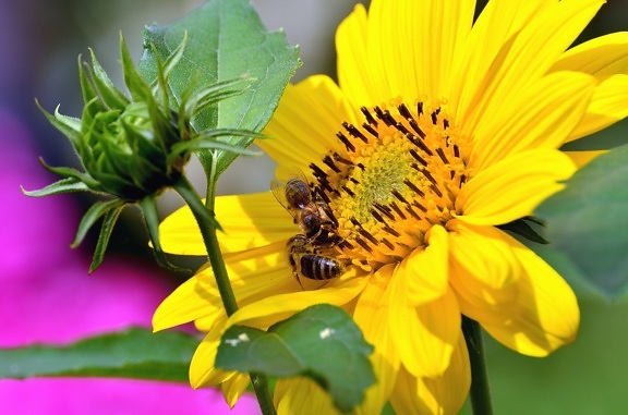 Fleur, feuille, pistil, pétale, pollen, abeille