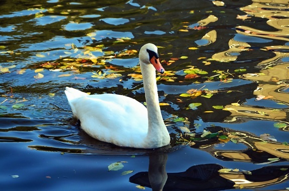 fjäder, vatten, sjö, reflektion, swan, fågel, djur