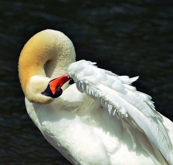 feather, water, lake, swan, bird, animal