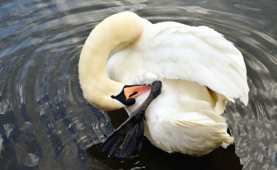 Swan, pasăre, animal, pene, apa, lac