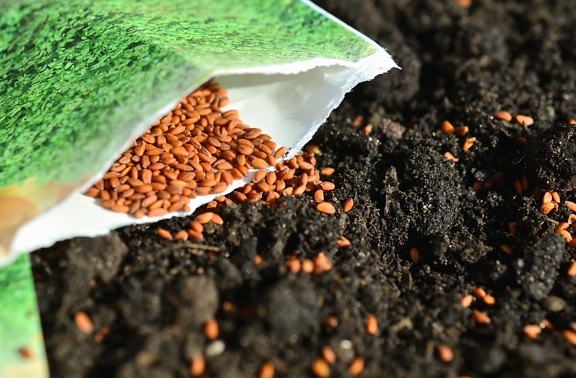 Seme, suolo, pianta, agricoltura