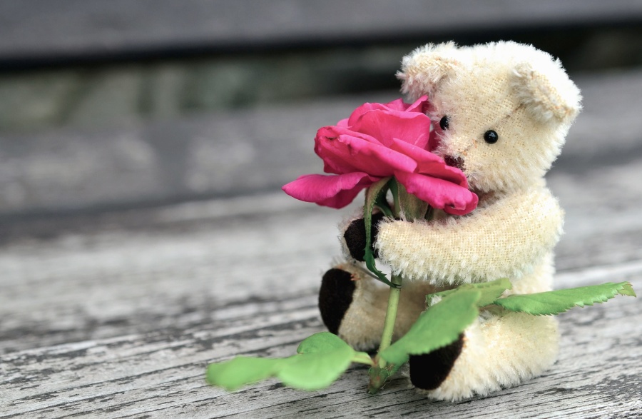 teddy bear, roses, flower, leaf, petal