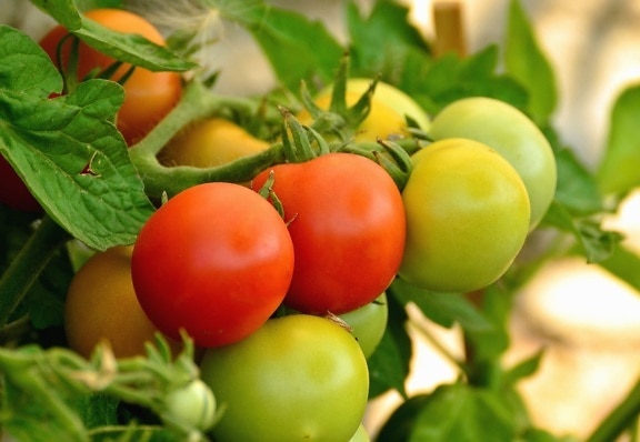 cà chua, màu xanh lá cây, rau, vườn, thực phẩm, nông nghiệp