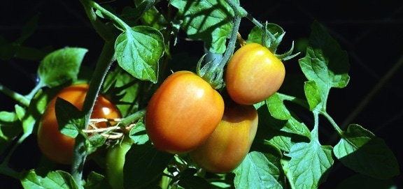 tomat, plante, landbrug, vegetabilsk, haven, mad