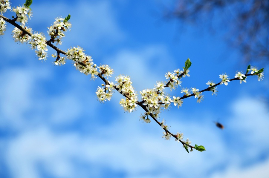 branch, flowers, spring, blue sky, nature