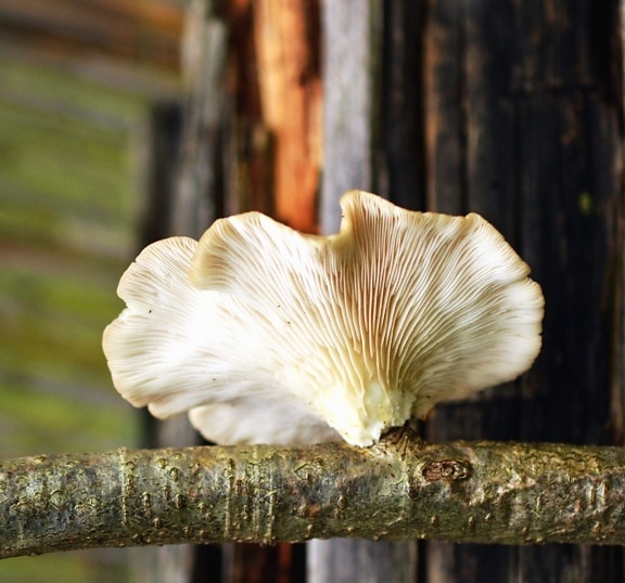 mushroom, wood, fungus, food, branch