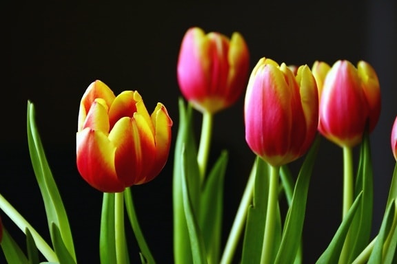 Tulip, blomst, petal, blad, forår, plante