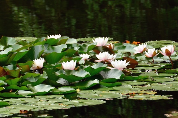 Nénuphar, lotus, lac, fleurs, nature