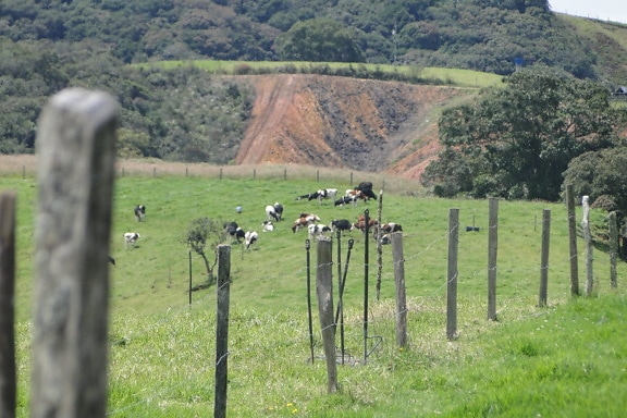 animal, cow, herd, meadow, fence