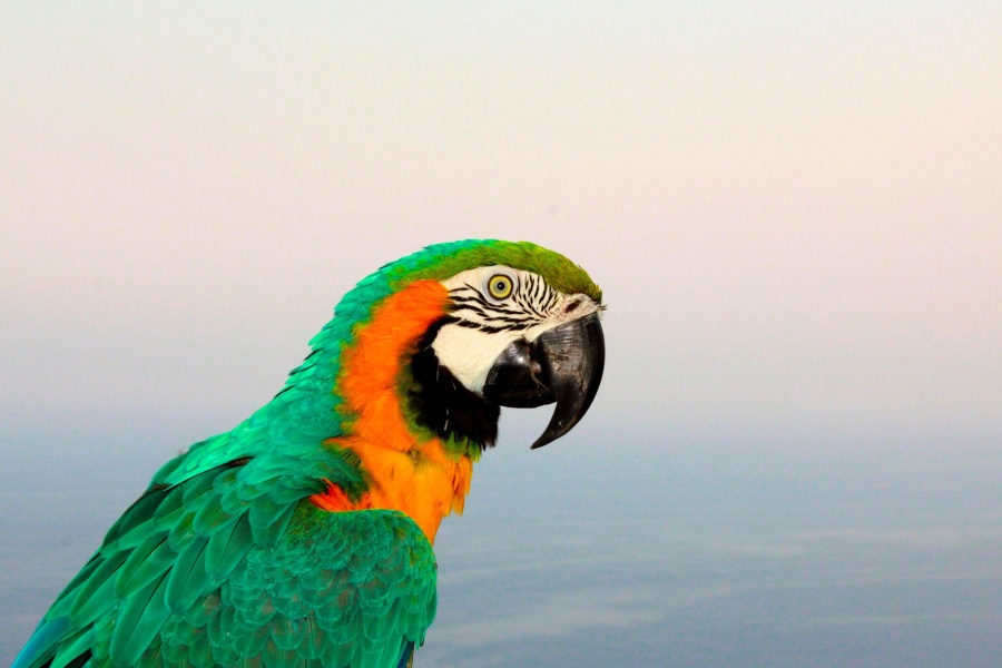 macaw, vẹt, tropic, đầy màu sắc
