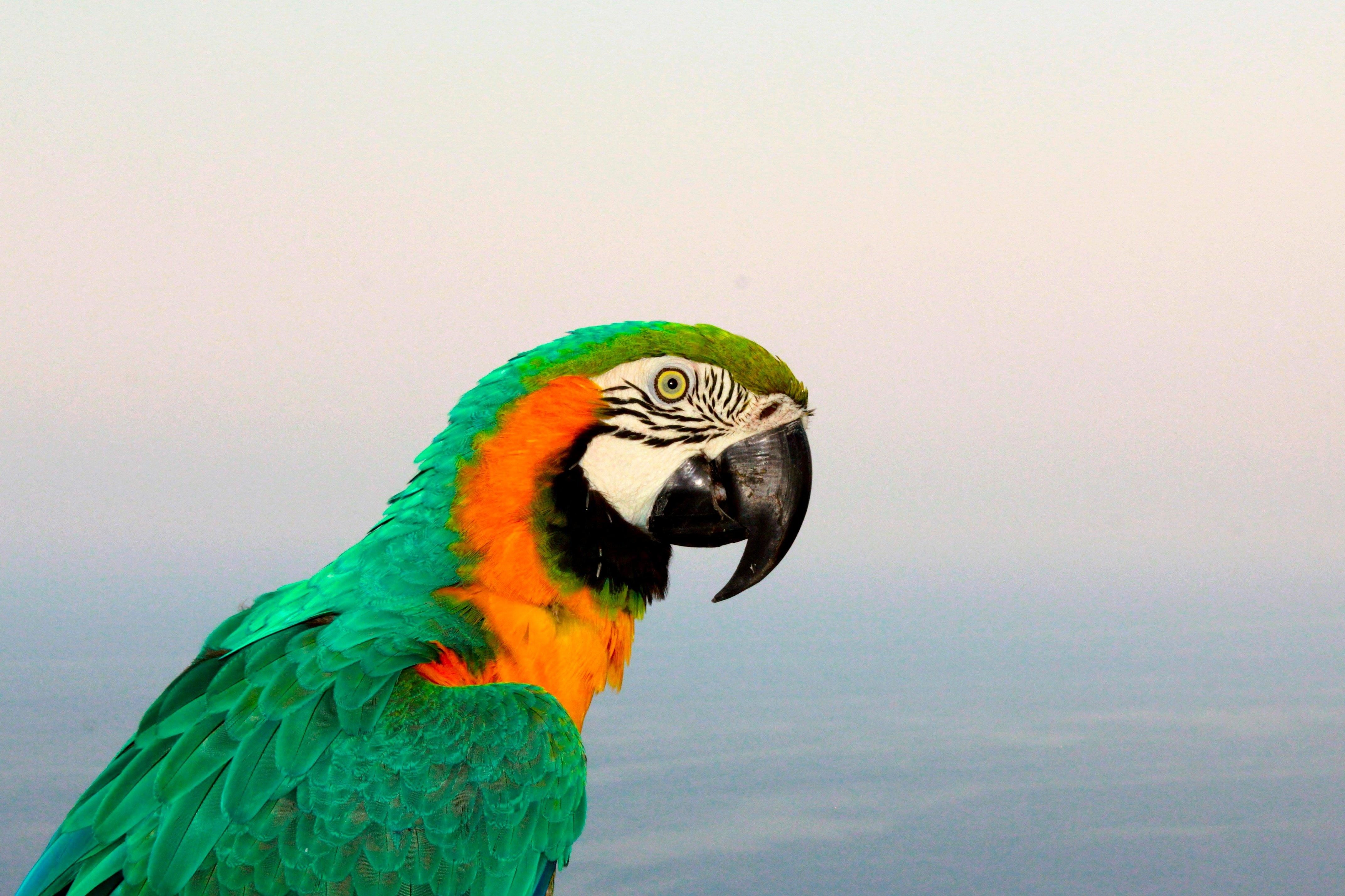 Rejse tiltale Diagnose forklædt Gratis billede: Ara, papegøje, tropic, farverige