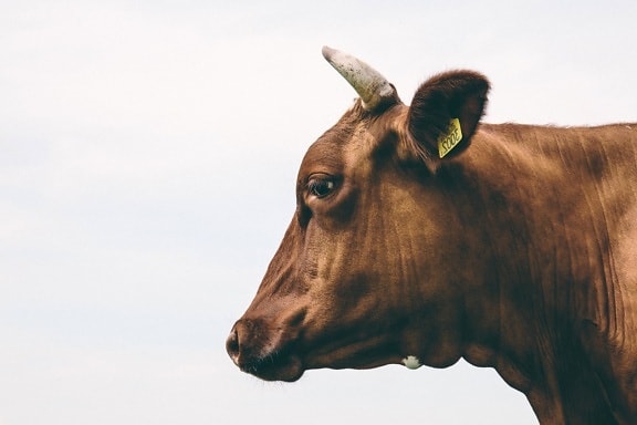 cow, animal, portrait, horn
