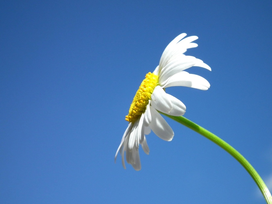 flower, pistil, daisy, blue sky