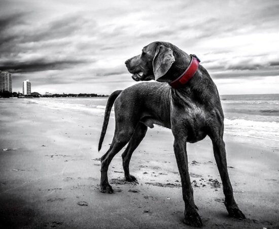 dog, beach, canine, pet, collar