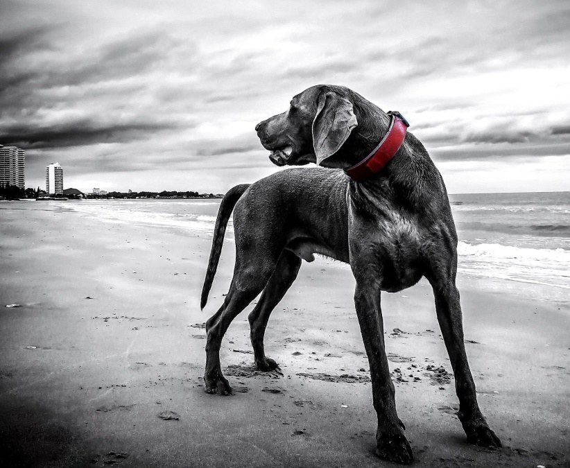 狗, 沙滩, 狗狗, 宠物, 衣领