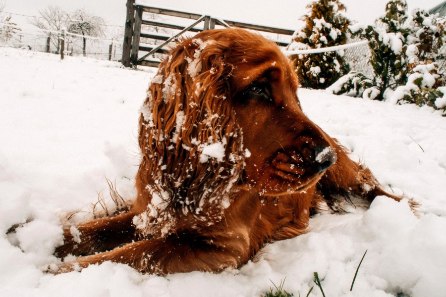 hund, sne