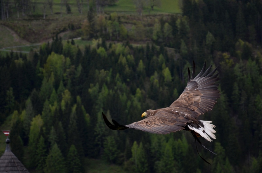 Eagle, predator, fågel, flygning, sky