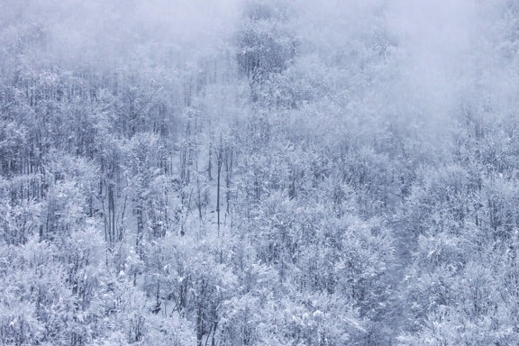 dimma, snöflinga, dimma, snöiga, skog, vinter