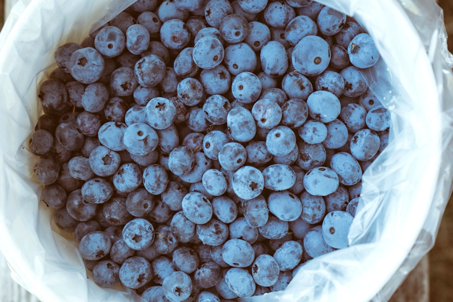 свіжий, blueberry, плід кошик