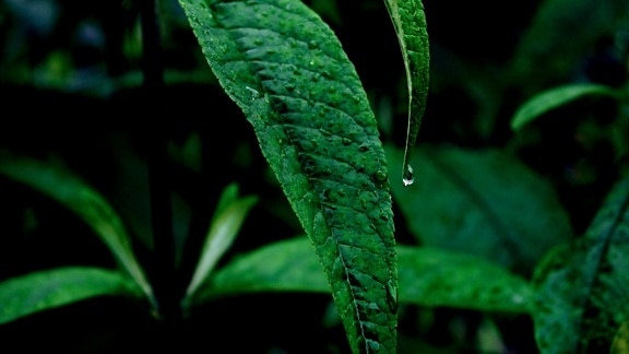 kasvi, vihreä, dark, leaf