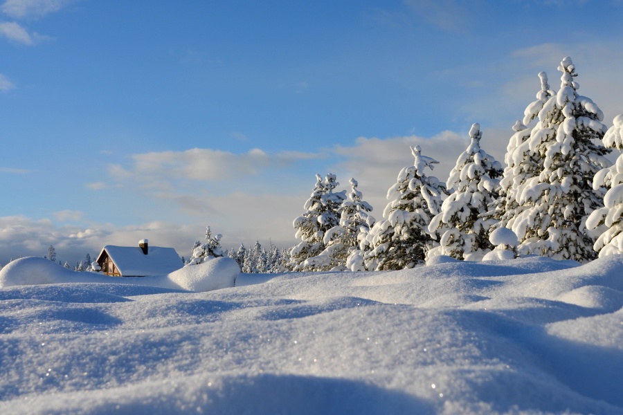 landskab, sne, nåletræ