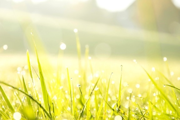 morning, dew, grass, meadow, plant, sky, sun, landscape, summer