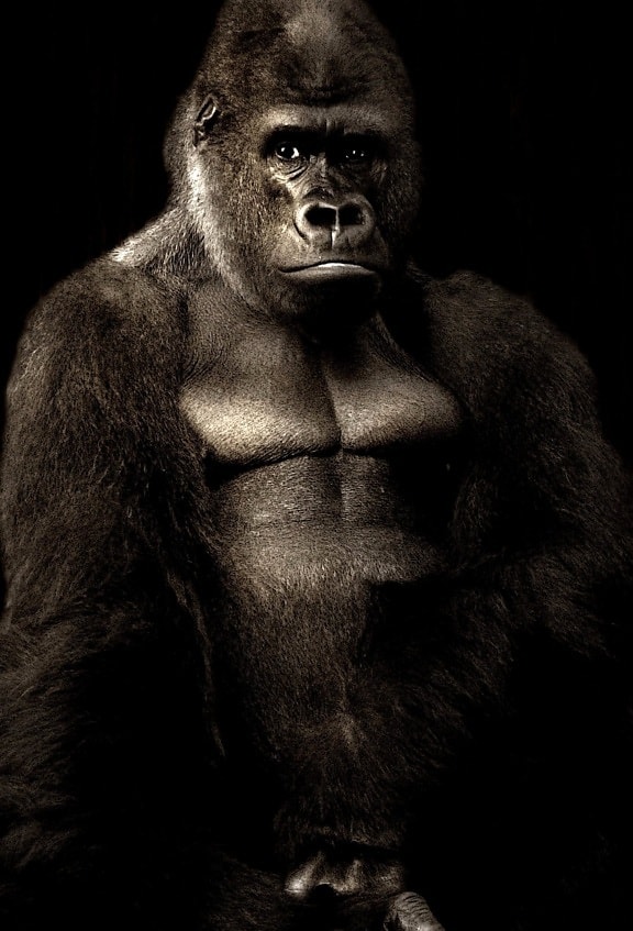 Mono gorila negro
