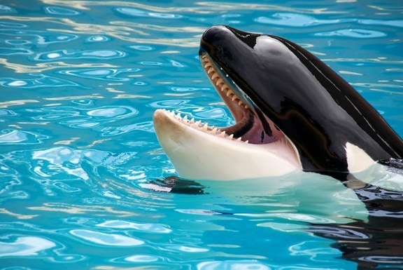 orca, bazen, životinja, kit ubojica, kit, vode, more