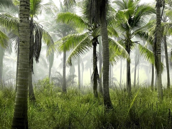 skog, kokos, palmträd, träd