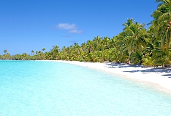 palm tree, forest, beach, sea, beach, water, tropical, summer, coast