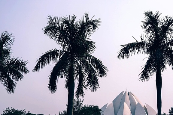 palmiye ağacı, gökyüzü, park