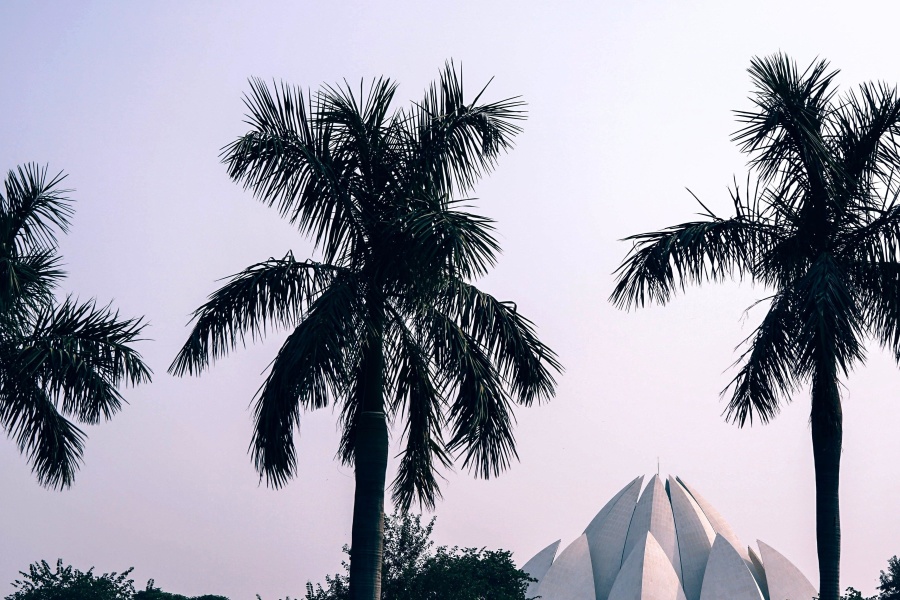 palmetræ, sky, park
