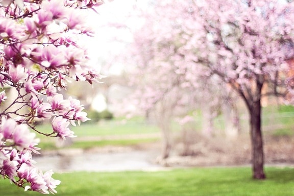 rosa magnolia treet, våren, orchard, landbruk