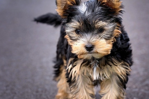 puppy, yorkshire terrier, terrier, dog, canine