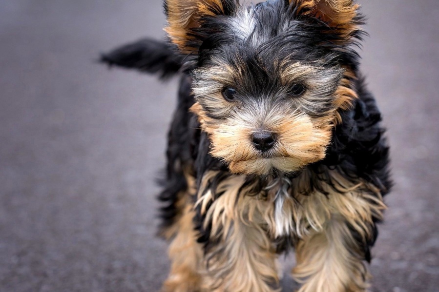 Chiot, yorkshire terrier, terrier, chien, canin