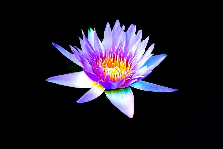Nénuphar, lotus, fleur, plante, décoration, feuille, couleur, flore, obscurité