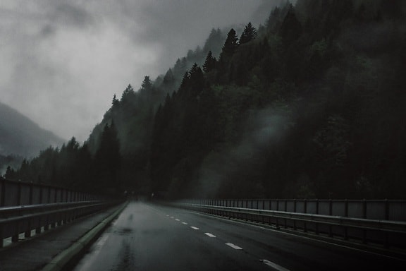 Sombre, forêt, route, chemin, autoroute