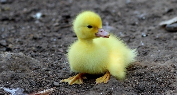 Pequeño, lindo, amarillo, patito, pollo, pato